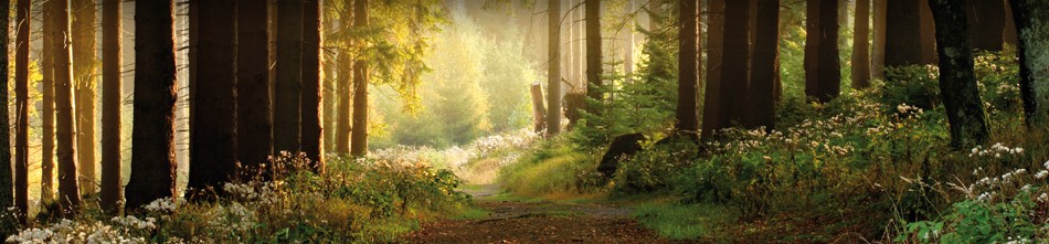 Les sous-bois du Pays de Belmont de la Loire